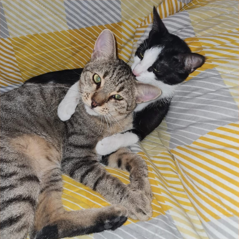 Ananas e Cocco, in cerca di adozione tramite Associazione Le Sfigatte