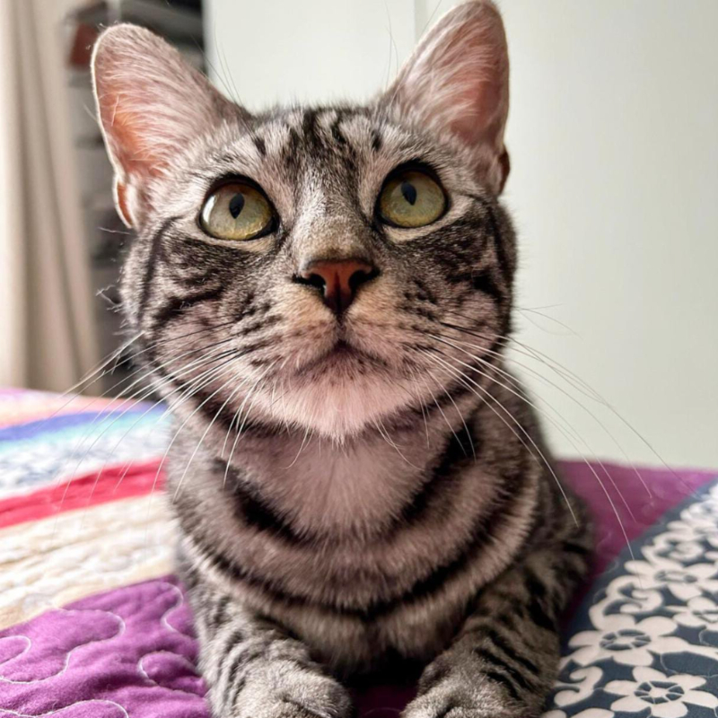 Atreju, in cerca di adozione tramite Associazione Le Sfigatte