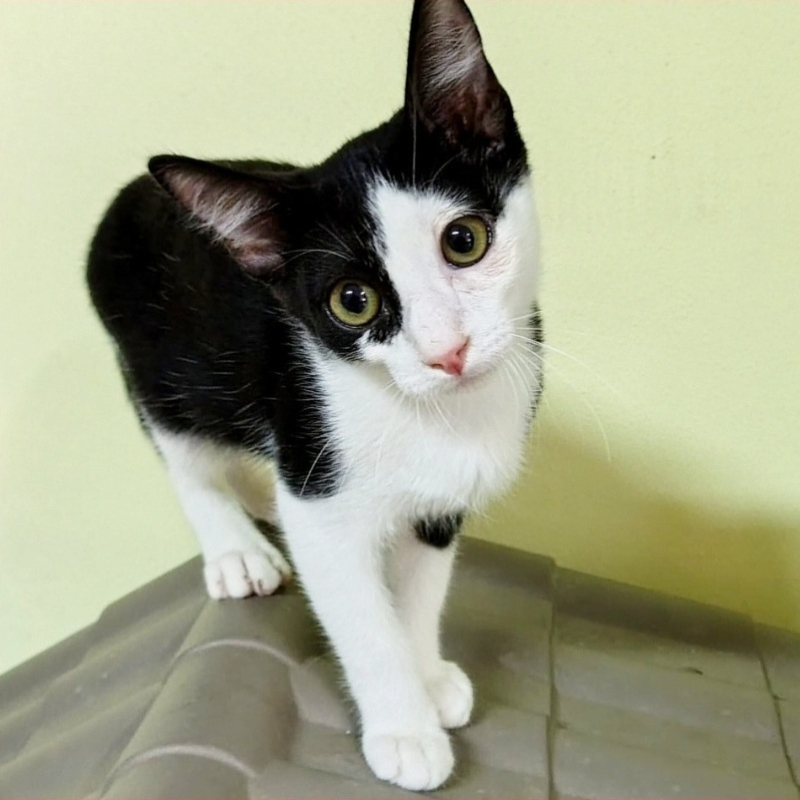 Batuffolo, in cerca di adozione tramite Associazione Le Sfigatte