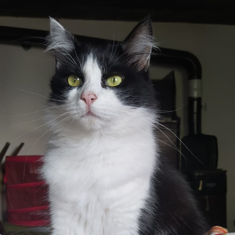 Beky, in cerca di adozione tramite Associazione Le Sfigatte