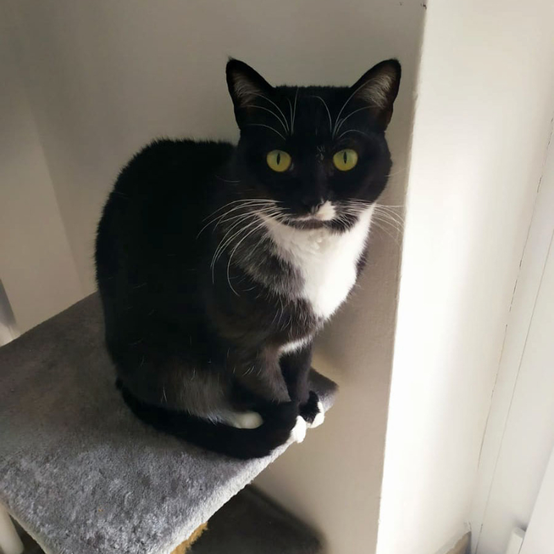 Bella, in cerca di adozione tramite Associazione Le Sfigatte