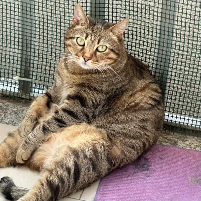 gatti da adottare di Le Sfigatte