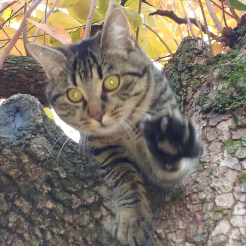 Ciccio, in cerca di adozione tramite Associazione Le Sfigatte