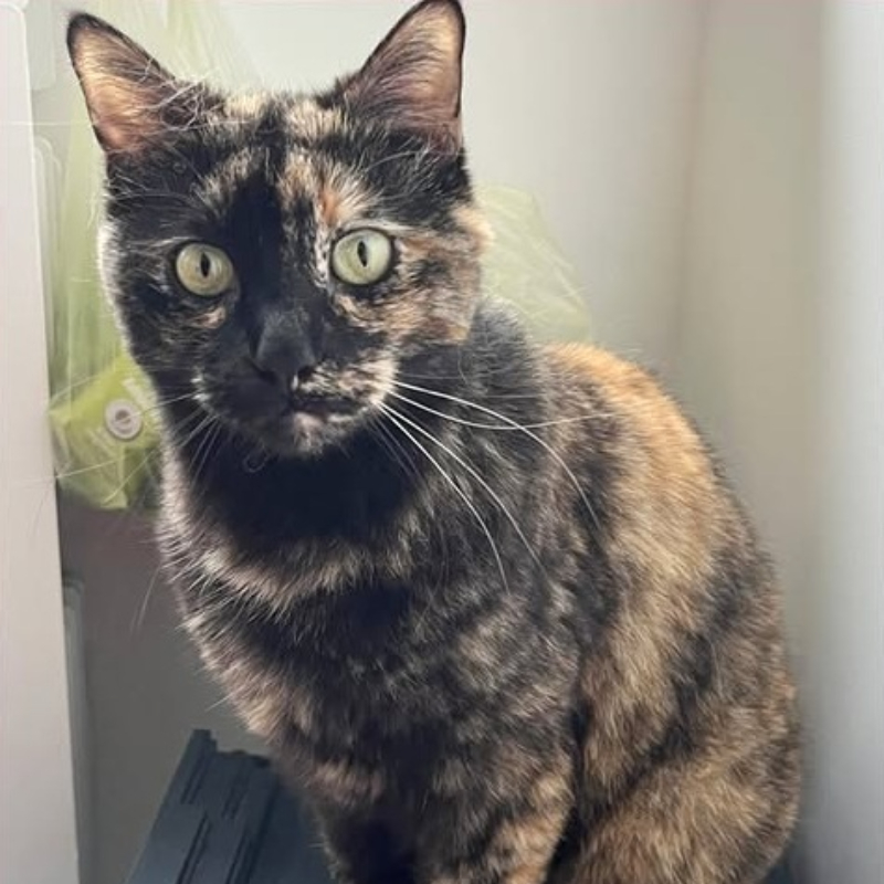 Cordelia, in cerca di adozione tramite Associazione Le Sfigatte