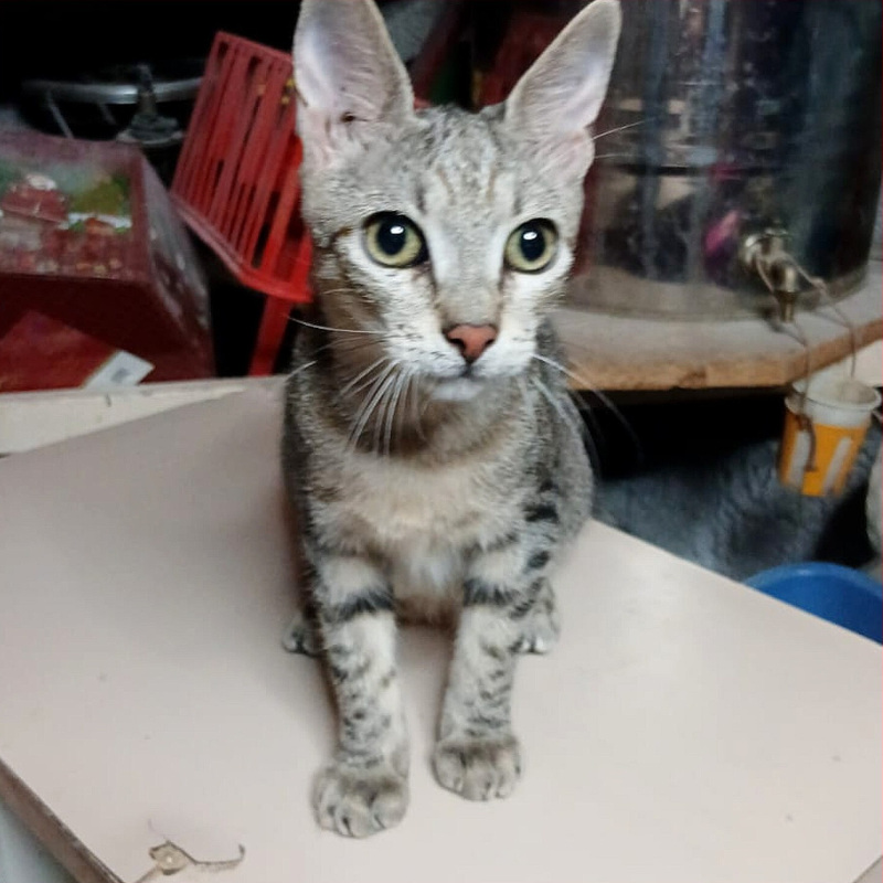 Dalì, in cerca di adozione tramite Associazione Le Sfigatte