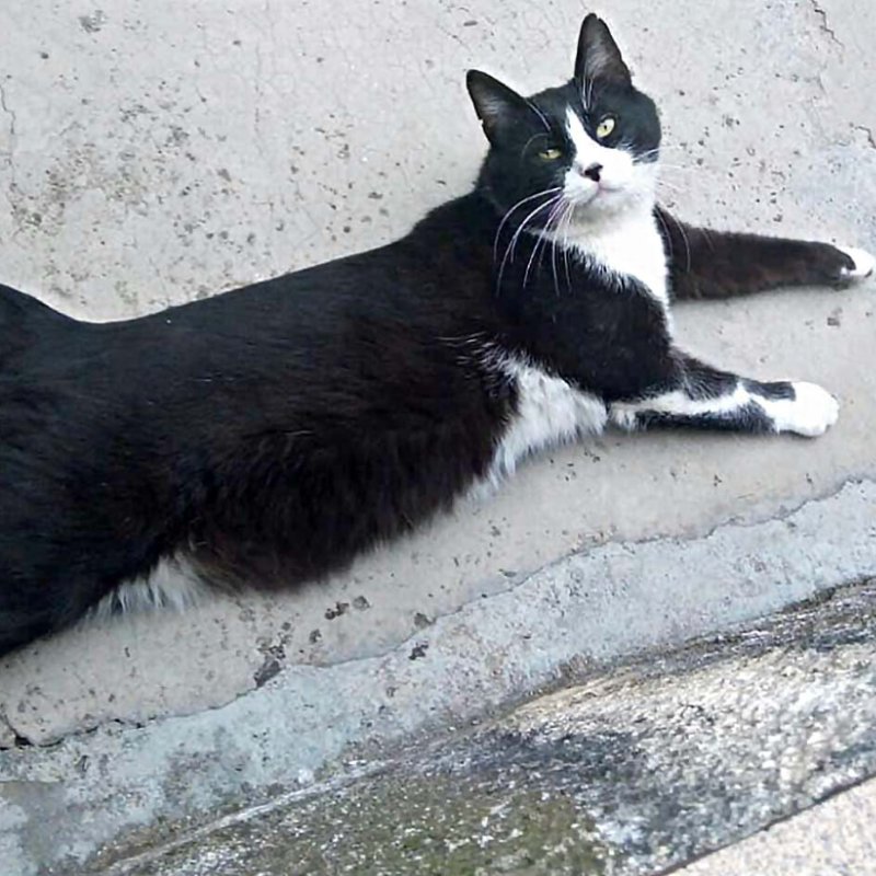 Deon, in cerca di adozione tramite Associazione Le Sfigatte