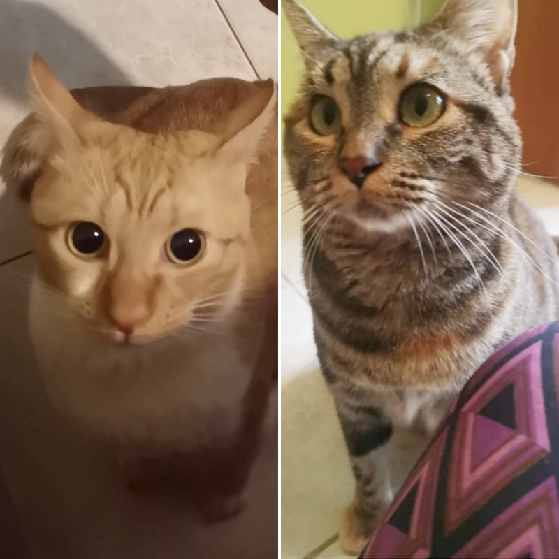 Dora e Mora, in cerca di adozione tramite Associazione Le Sfigatte