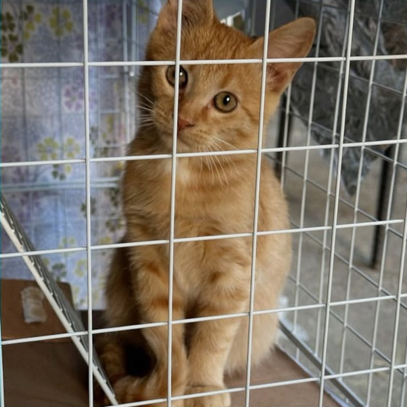 gatti da adottare di Le Sfigatte