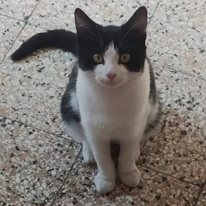 Felix, in cerca di adozione tramite Associazione Le Sfigatte