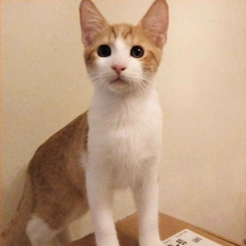 Flareon, in cerca di adozione tramite Associazione Le Sfigatte