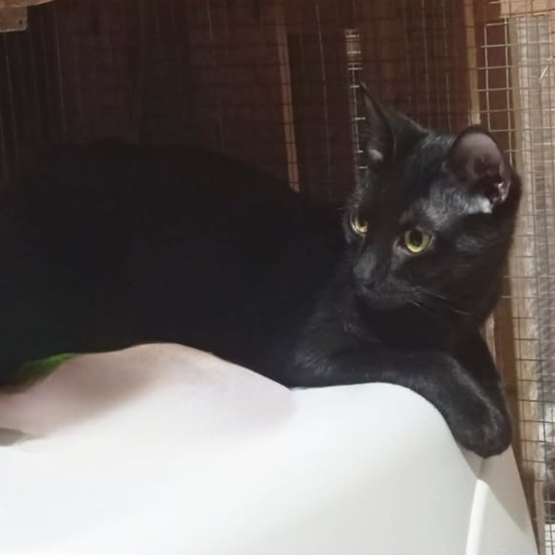 Flow, in cerca di adozione tramite Associazione Le Sfigatte