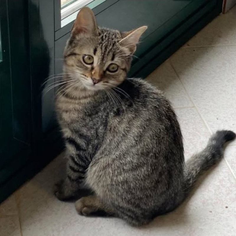 Fruittella, in cerca di adozione tramite Associazione Le Sfigatte