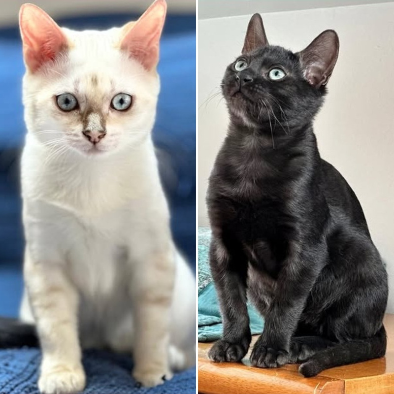 Girella e Soldino, in cerca di adozione tramite Associazione Le Sfigatte