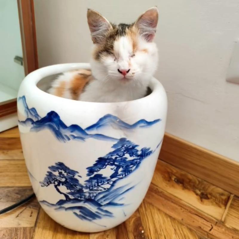 gatti da adottare di Le Sfigatte