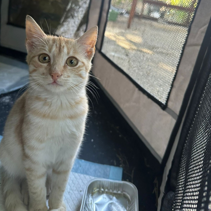 Isac, in cerca di adozione tramite Associazione Le Sfigatte