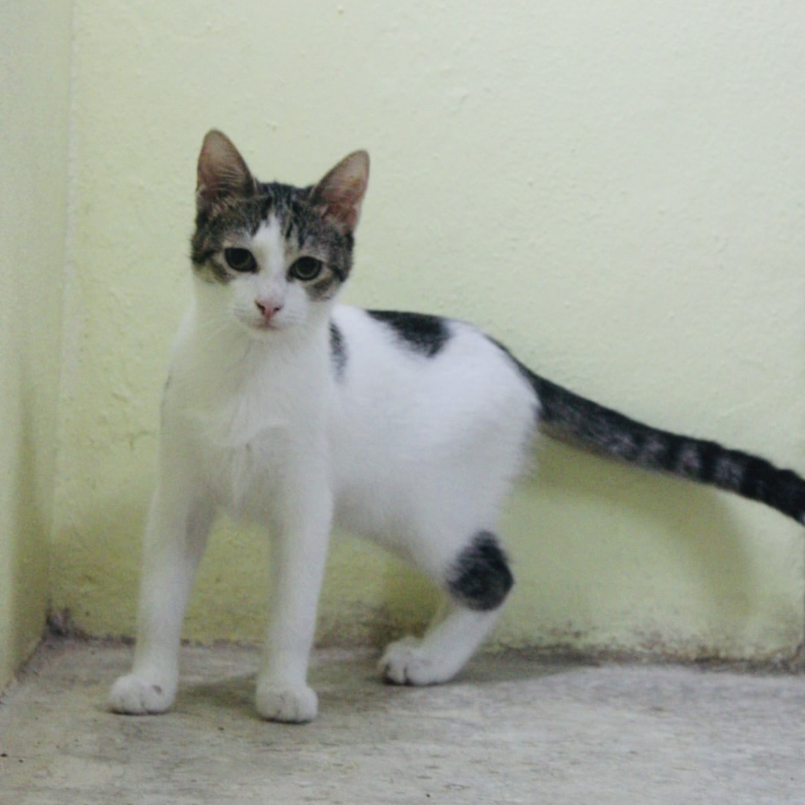 Ivan, in cerca di adozione tramite Associazione Le Sfigatte