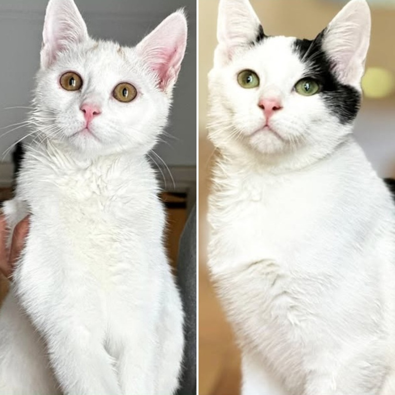 Jazz e Blues, in cerca di adozione tramite Associazione Le Sfigatte