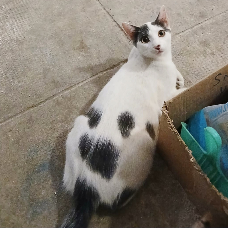 Leo, in cerca di adozione tramite Associazione Le Sfigatte