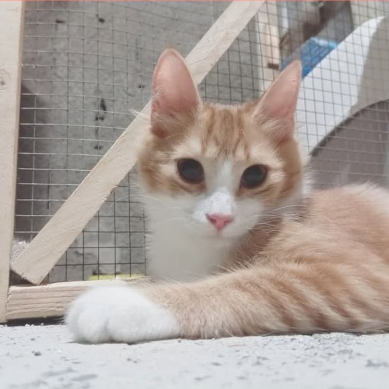 Leona, in cerca di adozione tramite Associazione Le Sfigatte