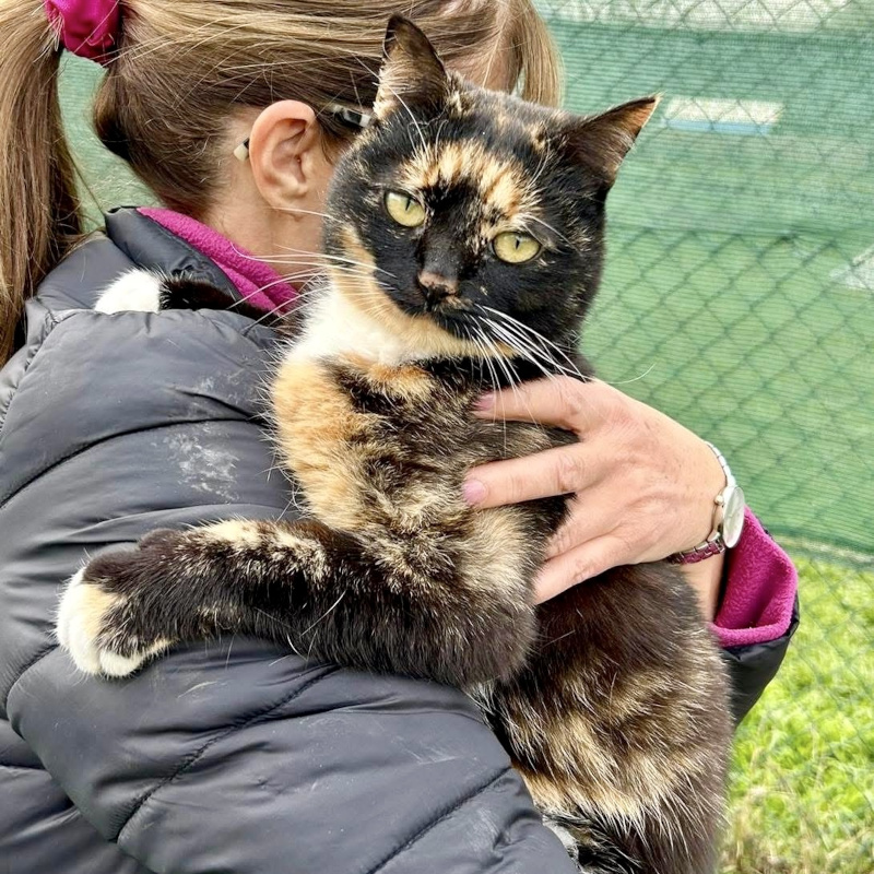 Lia, in cerca di adozione tramite Associazione Le Sfigatte