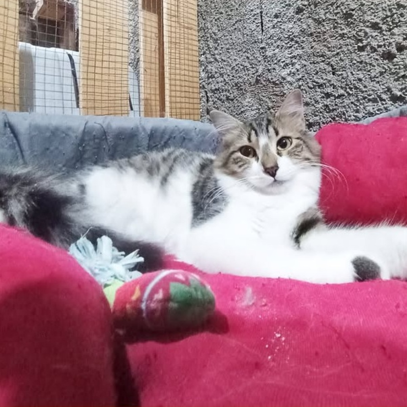 Lia, in cerca di adozione tramite Associazione Le Sfigatte