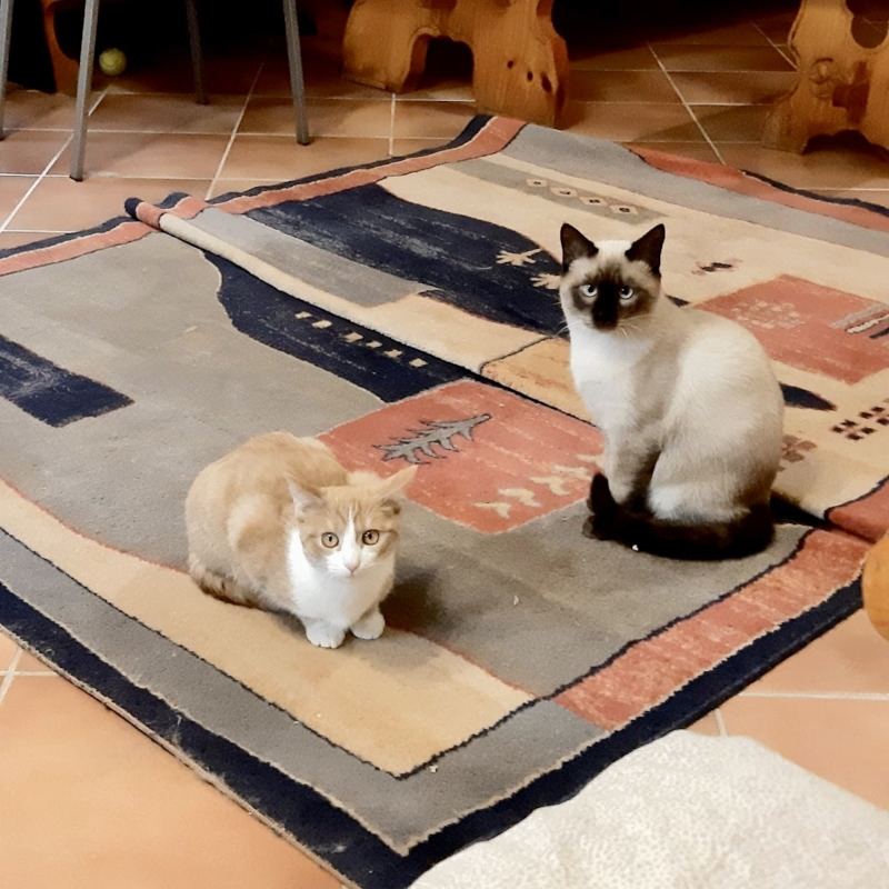 gatti da adottare di Le Sfigatte