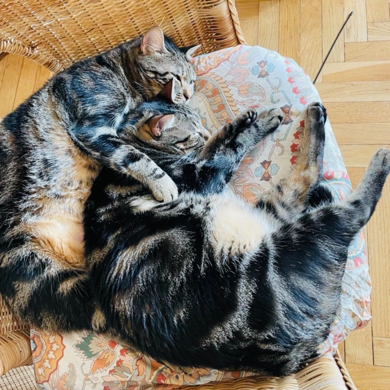 Maggy e Milo, in cerca di adozione tramite Associazione Le Sfigatte