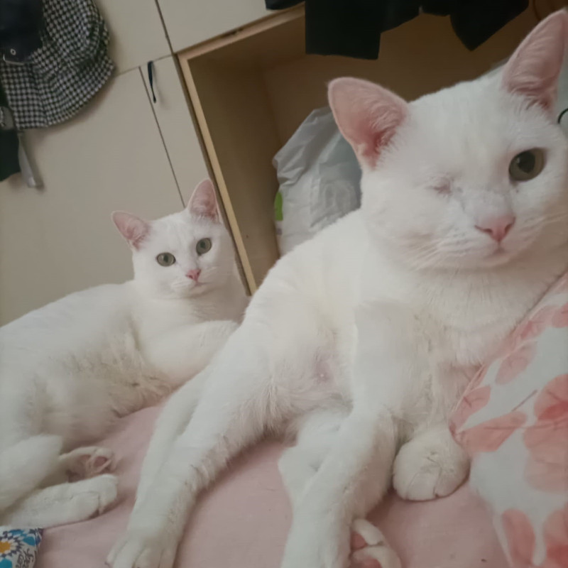 Meringa e Chantilly, in cerca di adozione tramite Associazione Le Sfigatte