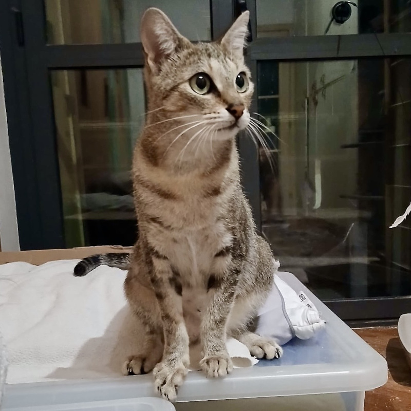 Mimi, in cerca di adozione tramite Associazione Le Sfigatte