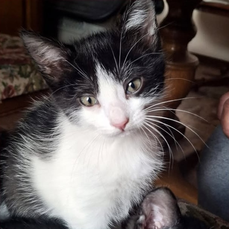 Minù, in cerca di adozione tramite Associazione Le Sfigatte