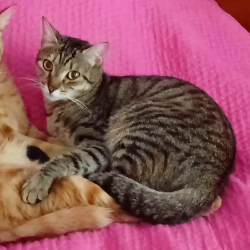 Mora, in cerca di adozione tramite Associazione Le Sfigatte