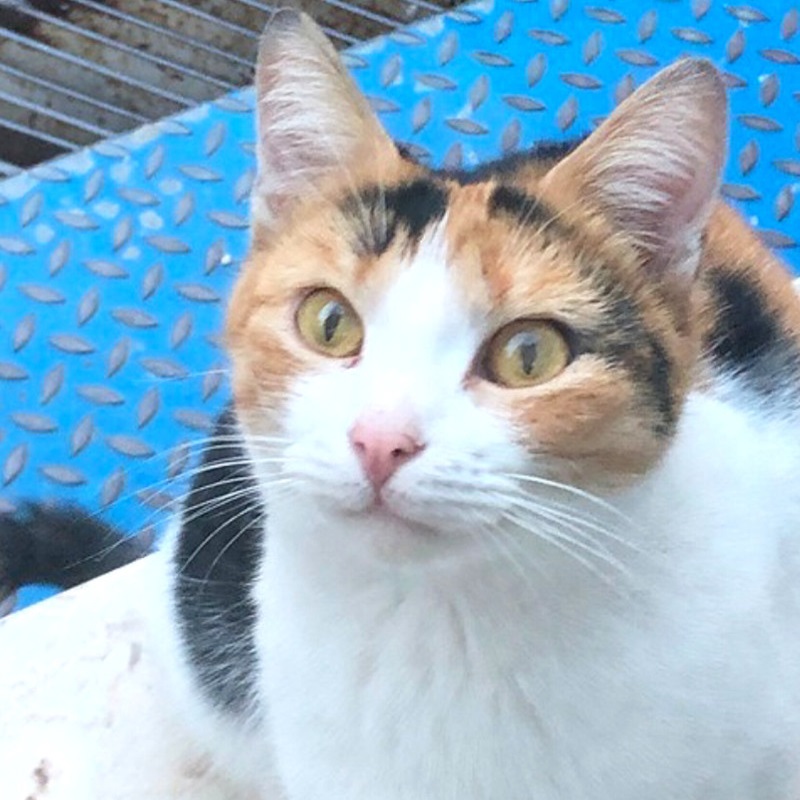 Nali, in cerca di adozione tramite Associazione Le Sfigatte