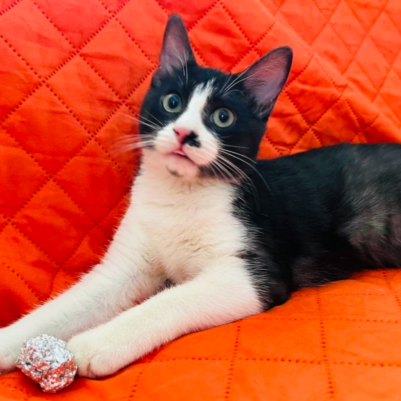 Noce, in cerca di adozione tramite Associazione Le Sfigatte