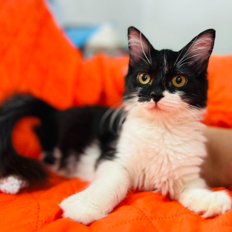 Nora, in cerca di adozione tramite Associazione Le Sfigatte