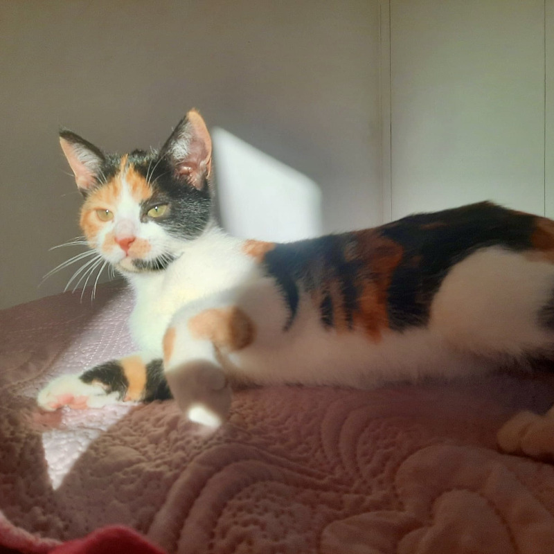 gatti da adottare di Le Sfigatte