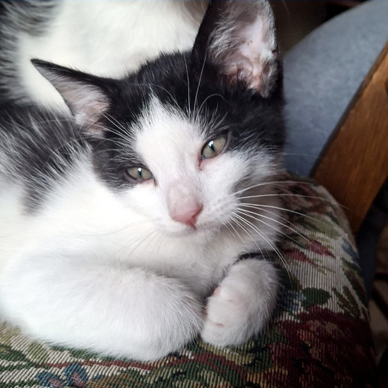 Pedro, in cerca di adozione tramite Associazione Le Sfigatte