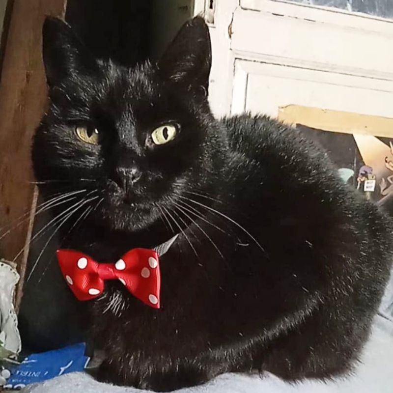 Pepsi, in cerca di adozione tramite Associazione Le Sfigatte