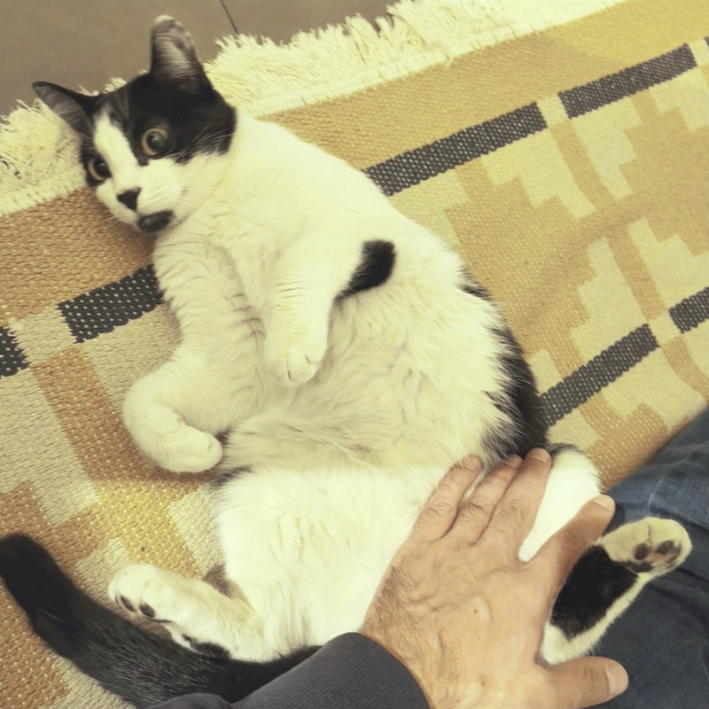 gatti da adottare di Le Sfigatte