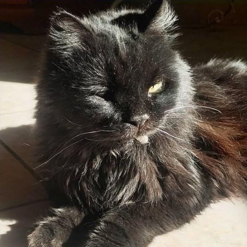 Pinuccio, in cerca di adozione tramite Associazione Le Sfigatte