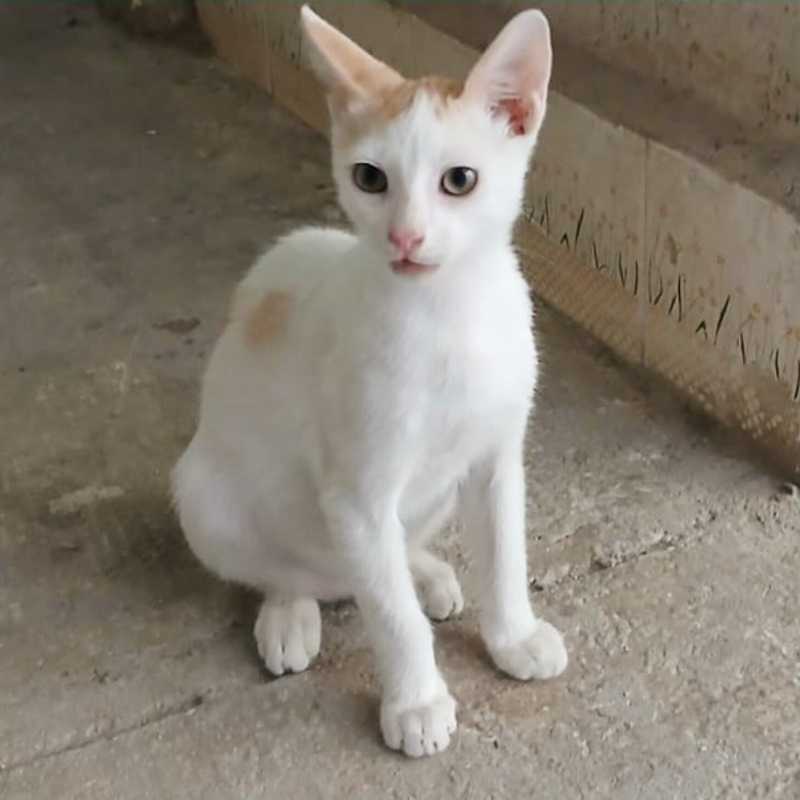 Roby, in cerca di adozione tramite Associazione Le Sfigatte