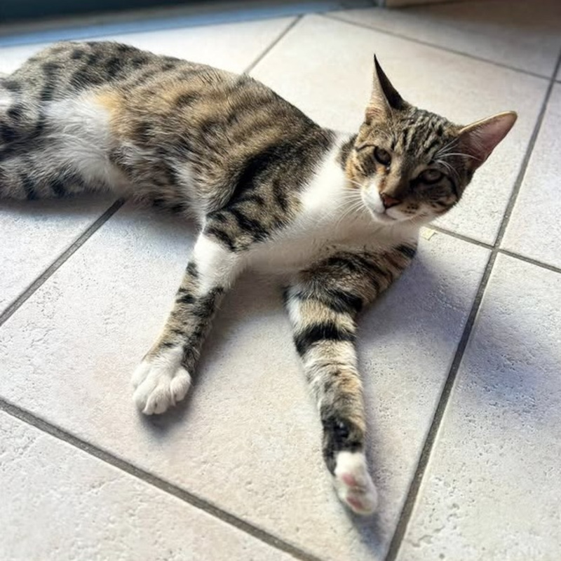 Rocky, in cerca di adozione tramite Associazione Le Sfigatte