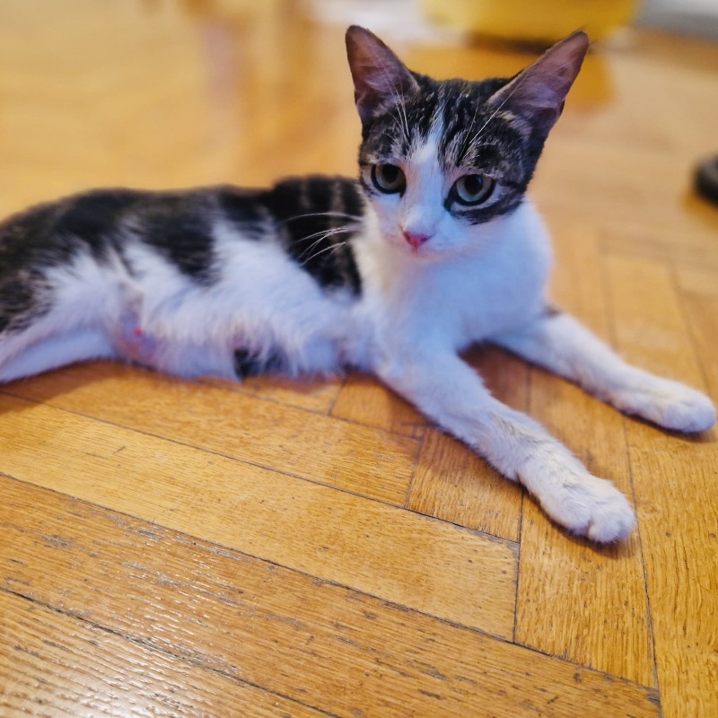 Romagna, in cerca di adozione tramite Associazione Le Sfigatte