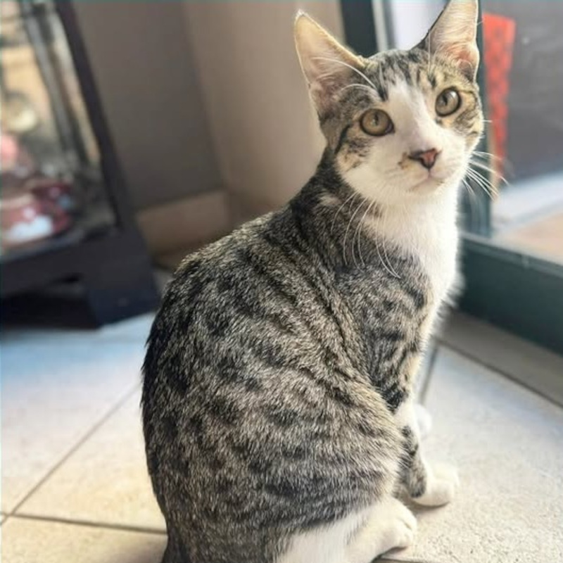 Signorino, in cerca di adozione tramite Associazione Le Sfigatte