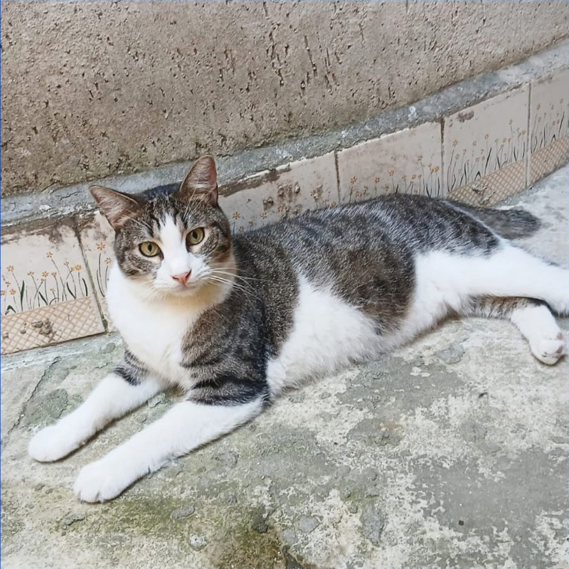 Simone, in cerca di adozione tramite Associazione Le Sfigatte