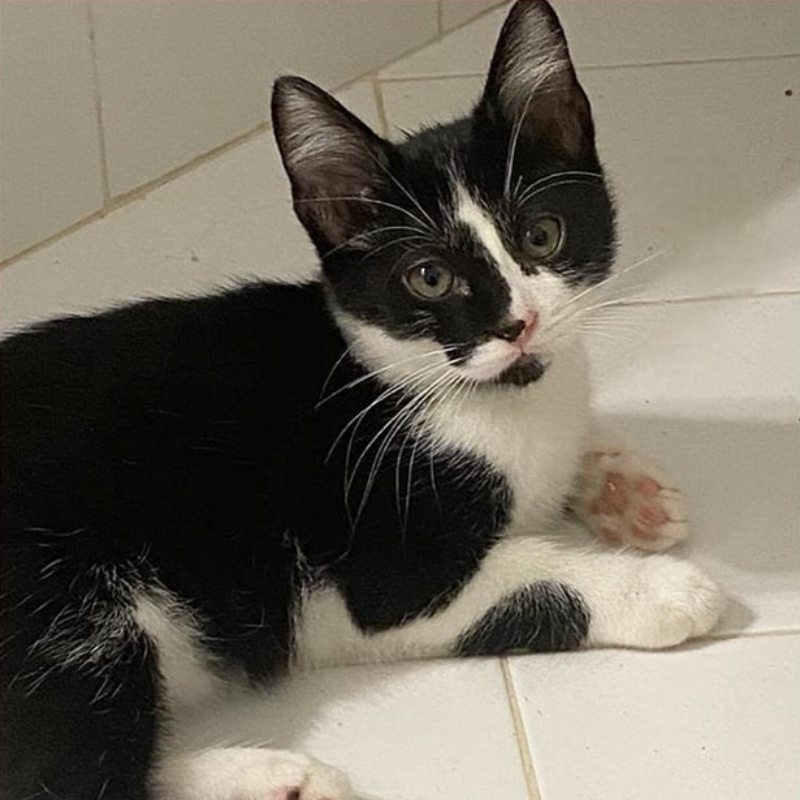 Skittles, in cerca di adozione tramite Associazione Le Sfigatte