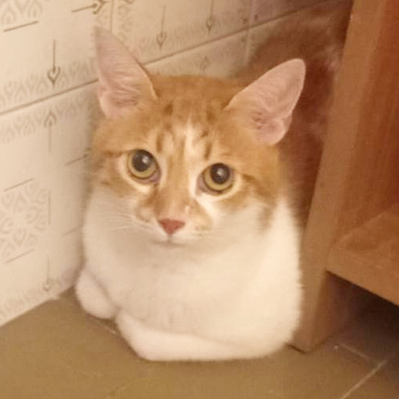 Tigre, in cerca di adozione tramite Associazione Le Sfigatte