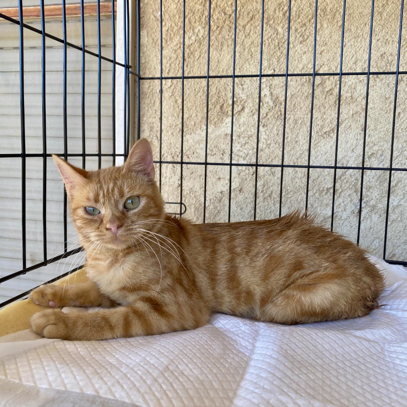 Tiziana, in cerca di adozione tramite Associazione Le Sfigatte