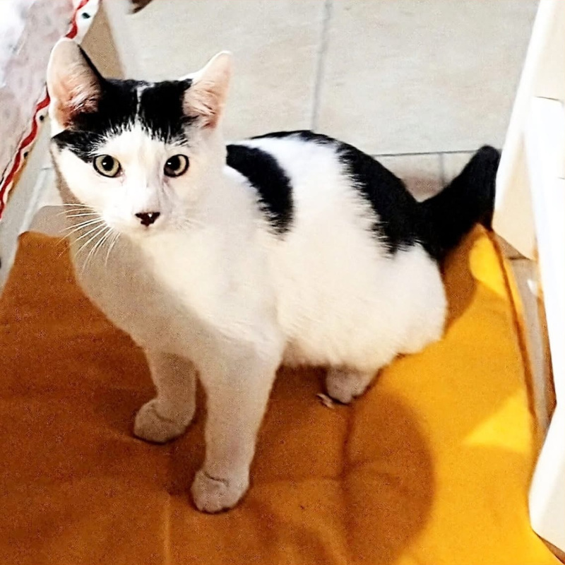 Tomino, in cerca di adozione tramite Associazione Le Sfigatte