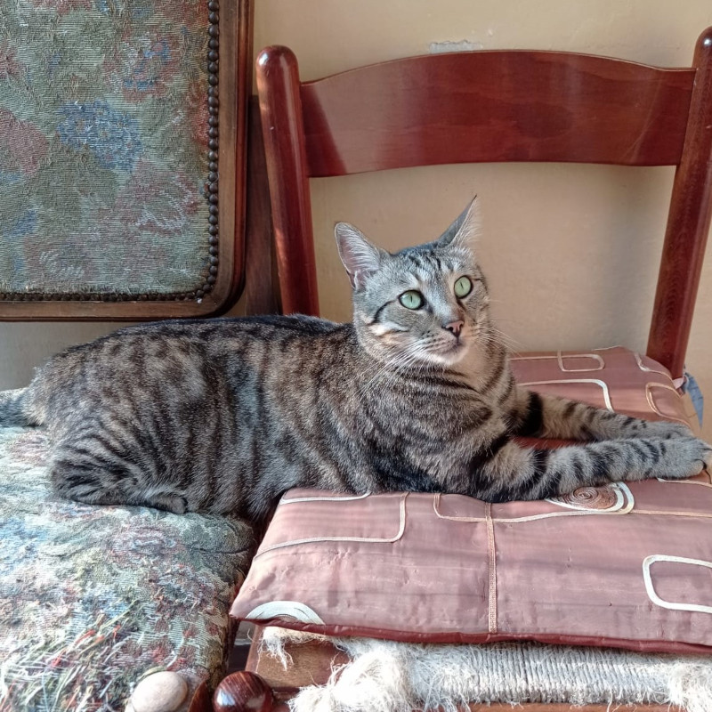 Tommy, in cerca di adozione tramite Associazione Le Sfigatte