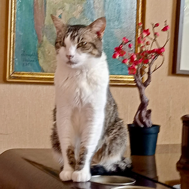 Trilly, in cerca di adozione tramite Associazione Le Sfigatte